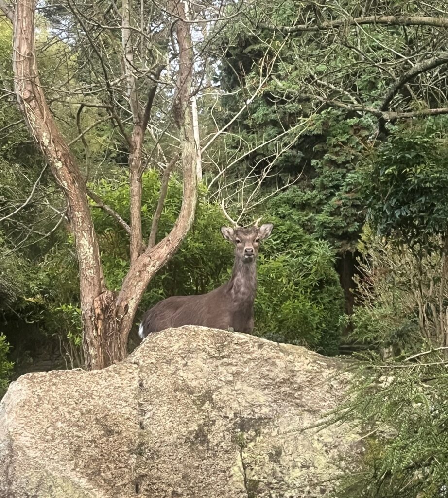 Deer along the road in the hills